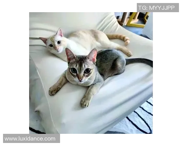 足球明星的猫展现惊人球技成为小球场的明星猫咪 足球明星的猫展现惊人球技成为小球场的明星猫咪